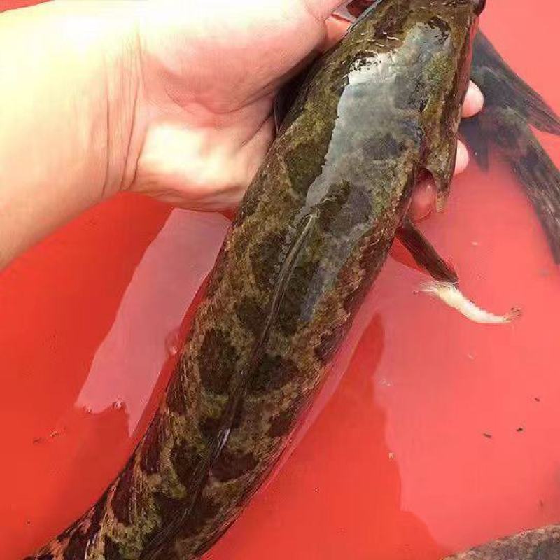 精品黑鱼肉质鲜美欢迎来电洽谈价格优惠品质保证