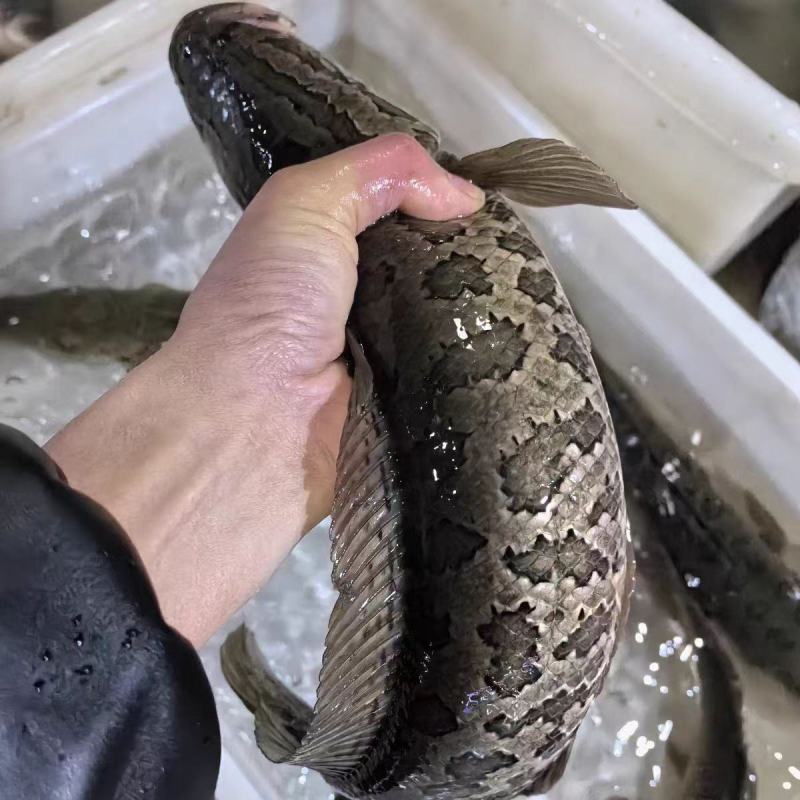 精品黑鱼肉质鲜美欢迎来电洽谈价格优惠品质保证