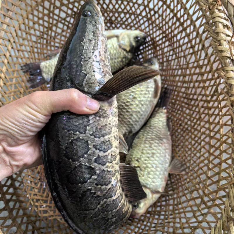 精品黑鱼肉质鲜美欢迎来电洽谈价格优惠品质保证