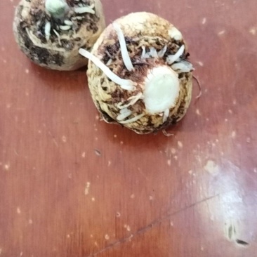 大量出售西藏麻芋子，半夏