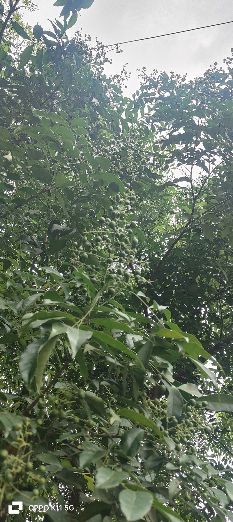 鸡皮果（山黄皮）