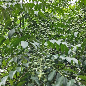 鸡皮果（山黄皮）