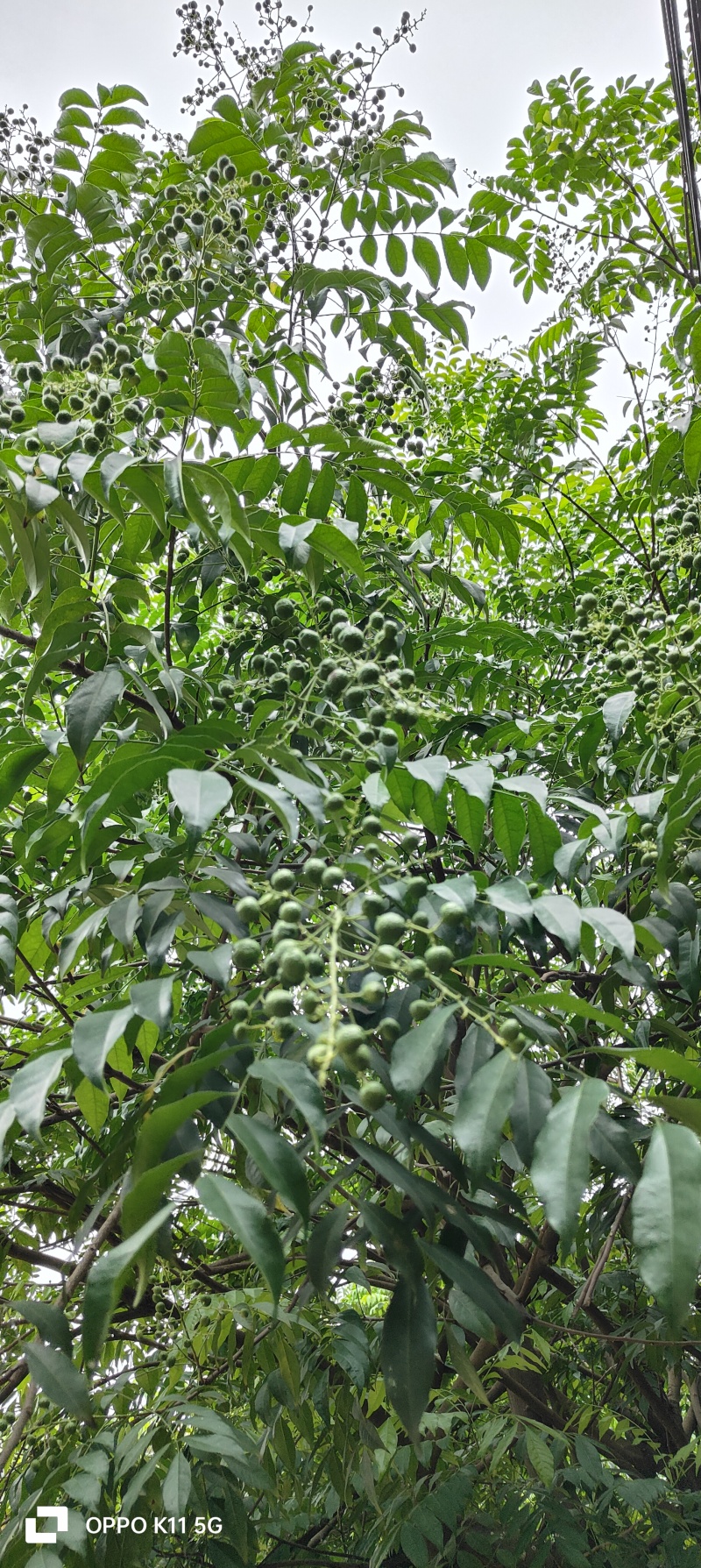 鸡皮果（山黄皮）