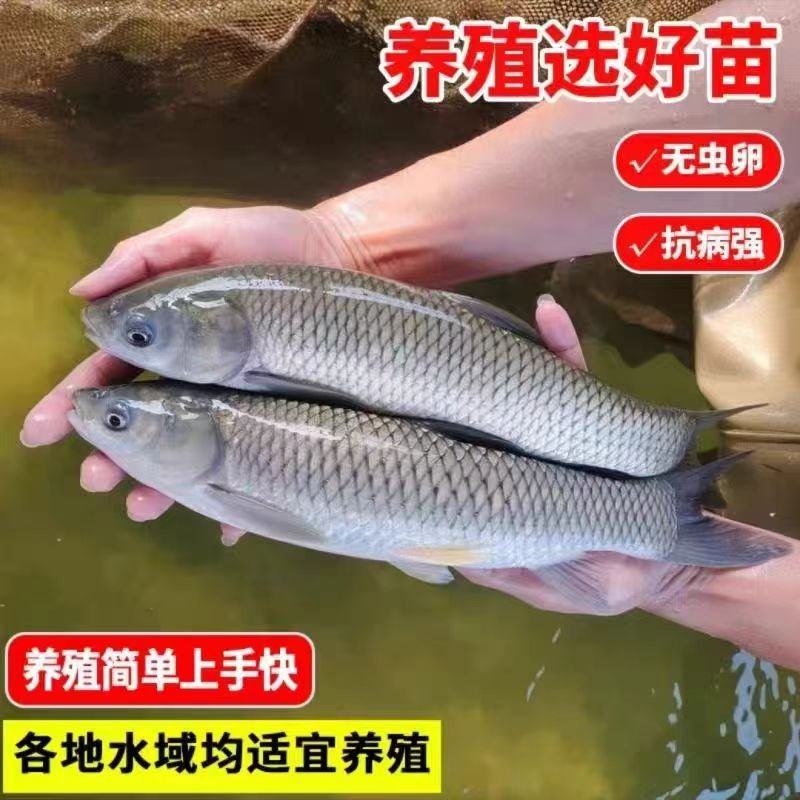 草鱼苗保成活率对接全国养殖户免费技术指导生长速度