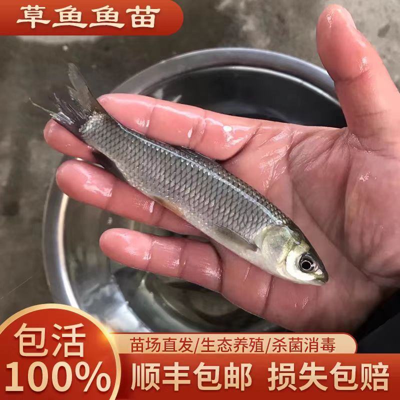 草鱼苗保成活率对接全国养殖户免费技术指导生长速度