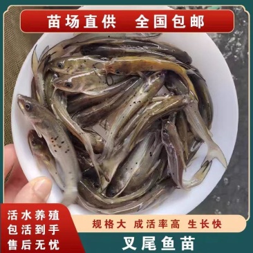 精品叉尾鲶鱼苗大量供应保成活支持视频看货价格优惠