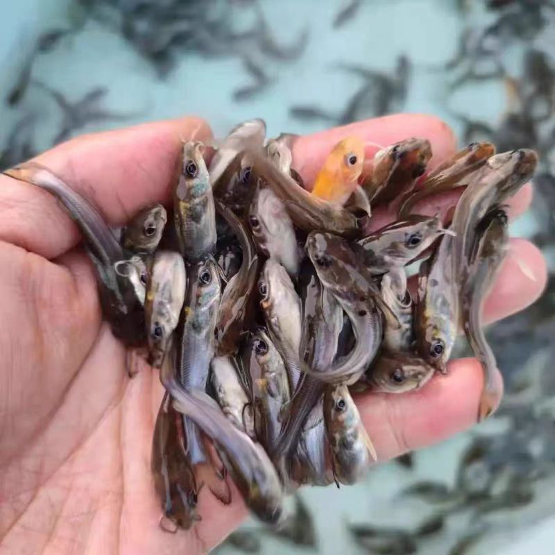 精品叉尾鲶鱼苗大量供应保成活支持视频看货价格优惠