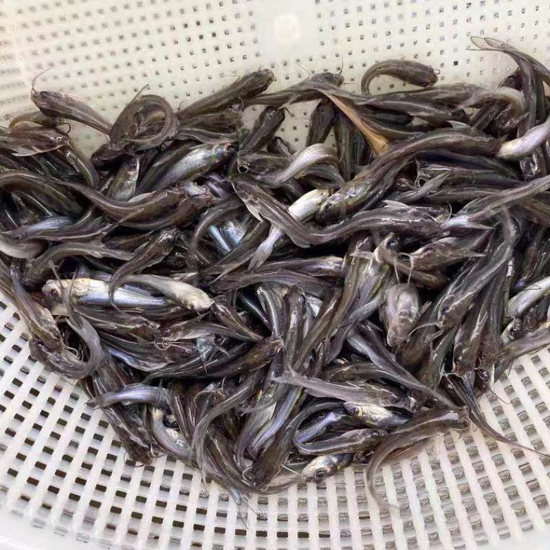 精品叉尾鲶鱼苗大量供应保成活支持视频看货价格优惠