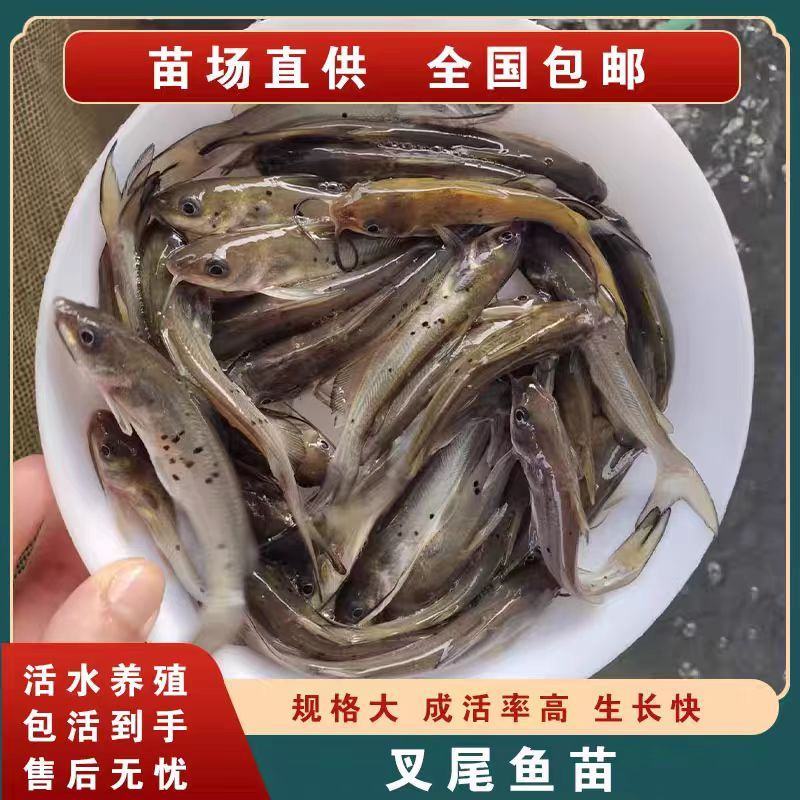 精品叉尾鲶鱼苗大量供应保成活支持视频看货价格优惠