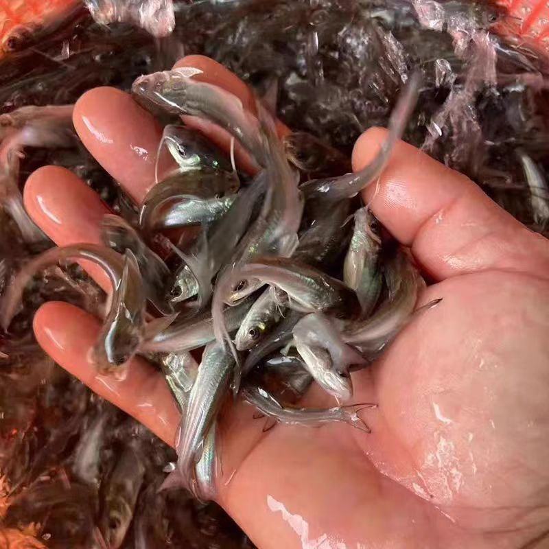精品叉尾鲶鱼苗大量供应保成活支持视频看货价格优惠