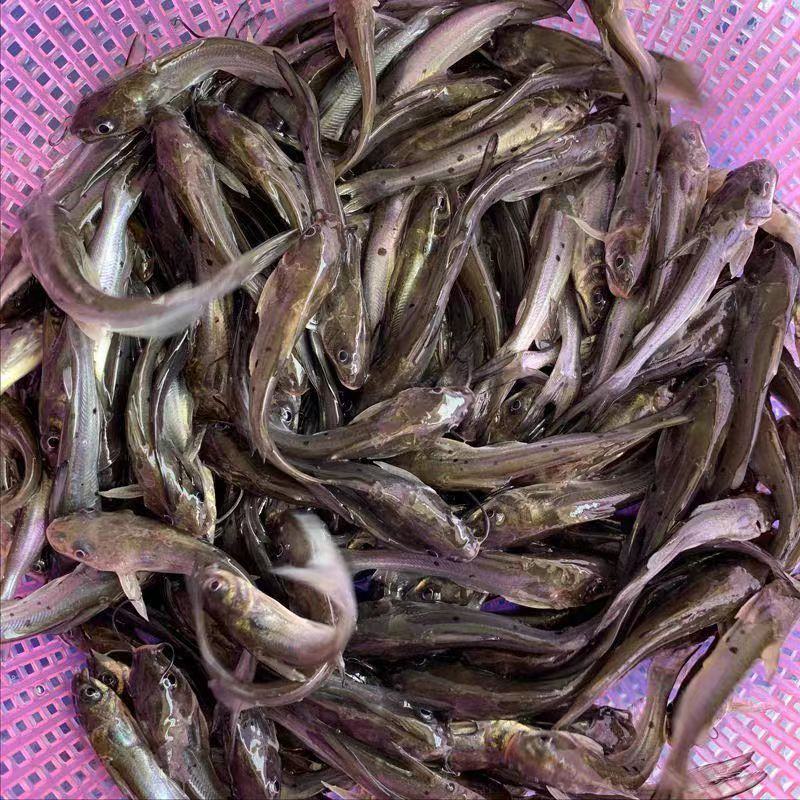 精品叉尾鲶鱼苗大量供应保成活支持视频看货价格优惠