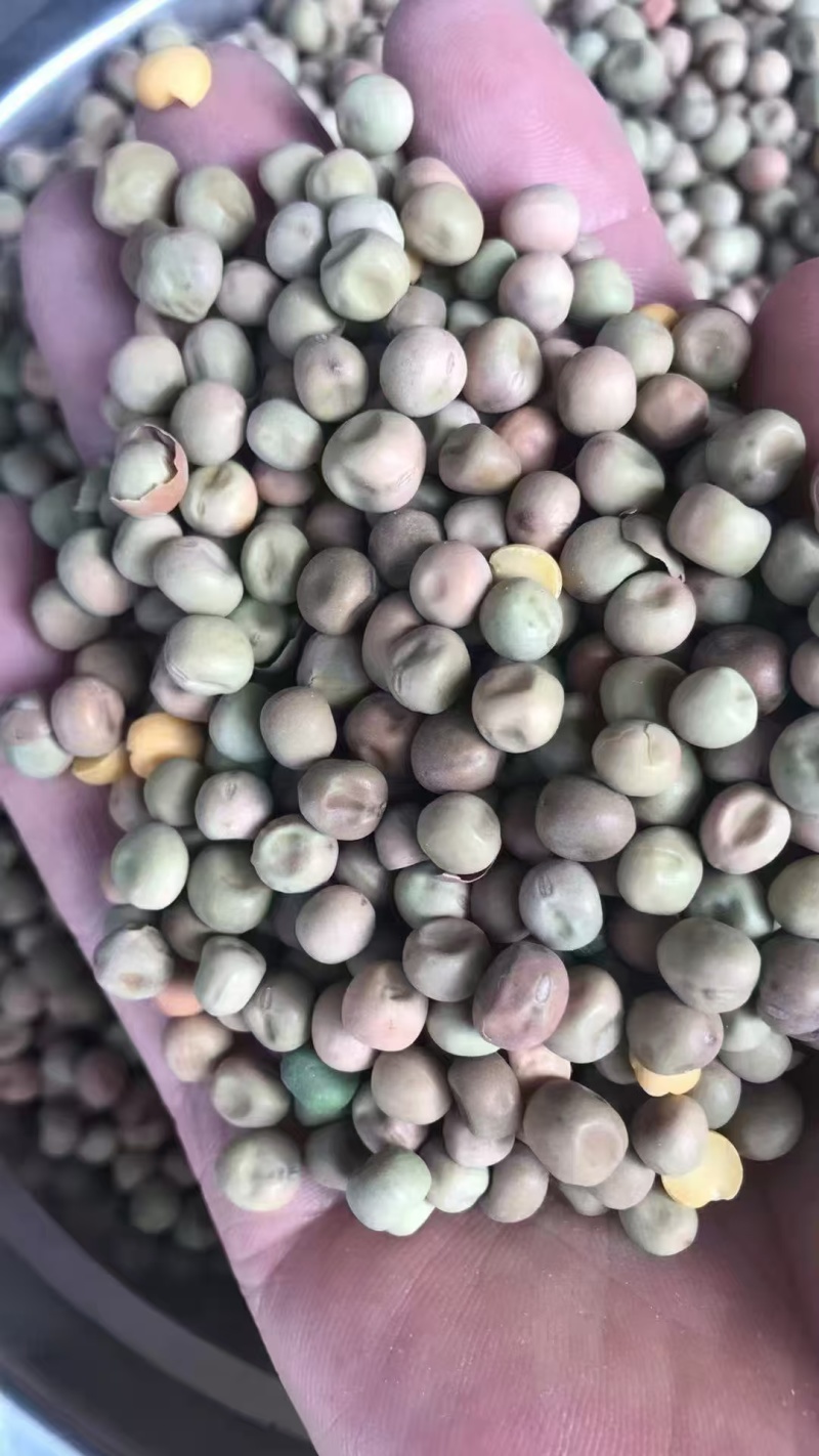 青麻豌豆绿麻豌豆磨粉淀粉凉粉酒曲