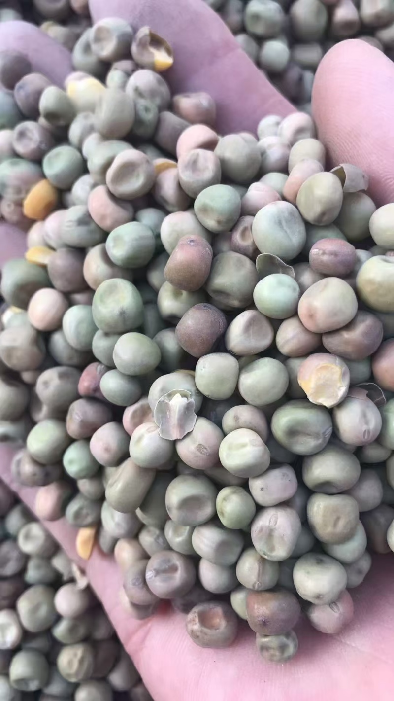 青麻豌豆绿麻豌豆磨粉淀粉凉粉酒曲