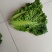 精品毛白菜上市，量大从优，需要的老板，与我电话联系！