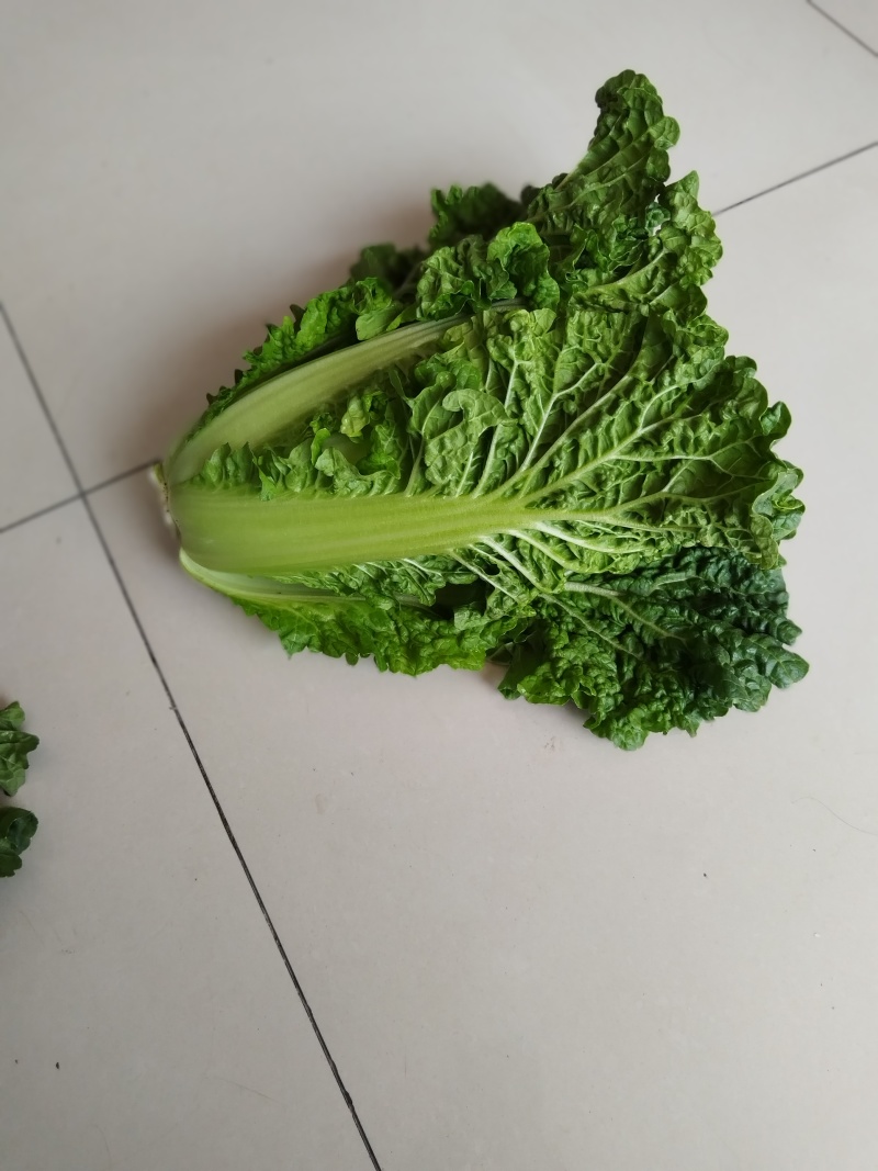 精品毛白菜上市，量大从优，需要的老板，与我电话联系！