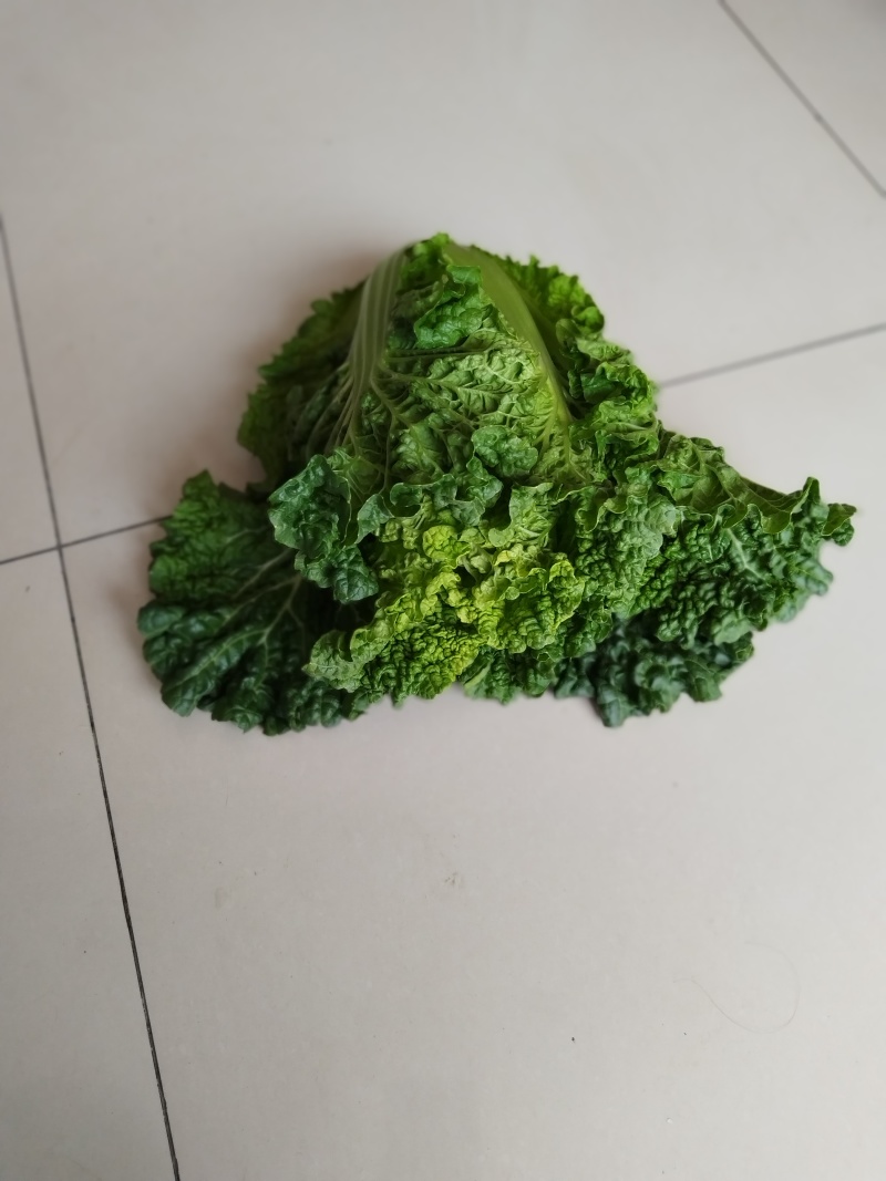 精品毛白菜上市，量大从优，需要的老板，与我电话联系！