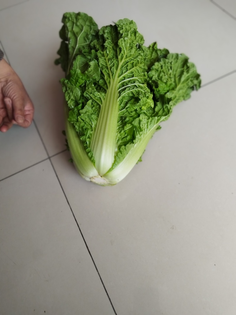 精品毛白菜上市，量大从优，需要的老板，与我电话联系！