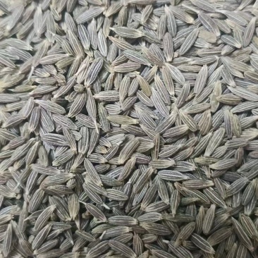 新疆孜然一手货源质量保证大量供应欢迎咨询