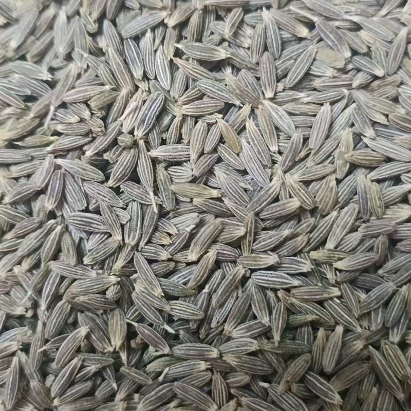 新疆孜然一手货源质量保证大量供应欢迎咨询