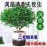 蚊虫包驱赶】正宗清香木盆栽花卉绿植一年四季净化空气吸甲醛