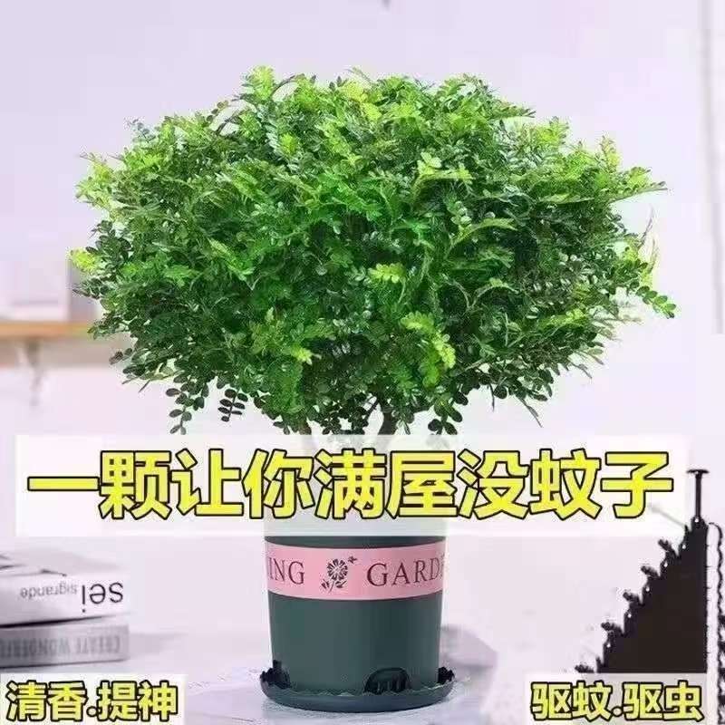 蚊虫包驱赶】正宗清香木盆栽花卉绿植一年四季净化空气吸甲醛