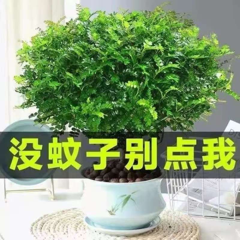 蚊虫包驱赶】正宗清香木盆栽花卉绿植一年四季净化空气吸甲醛