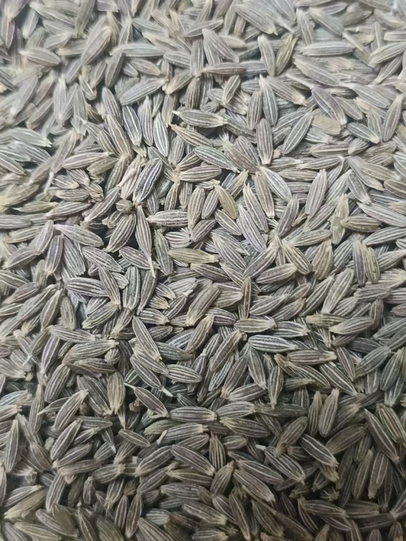 新疆孜然一手货源质量保证大量供应欢迎咨询