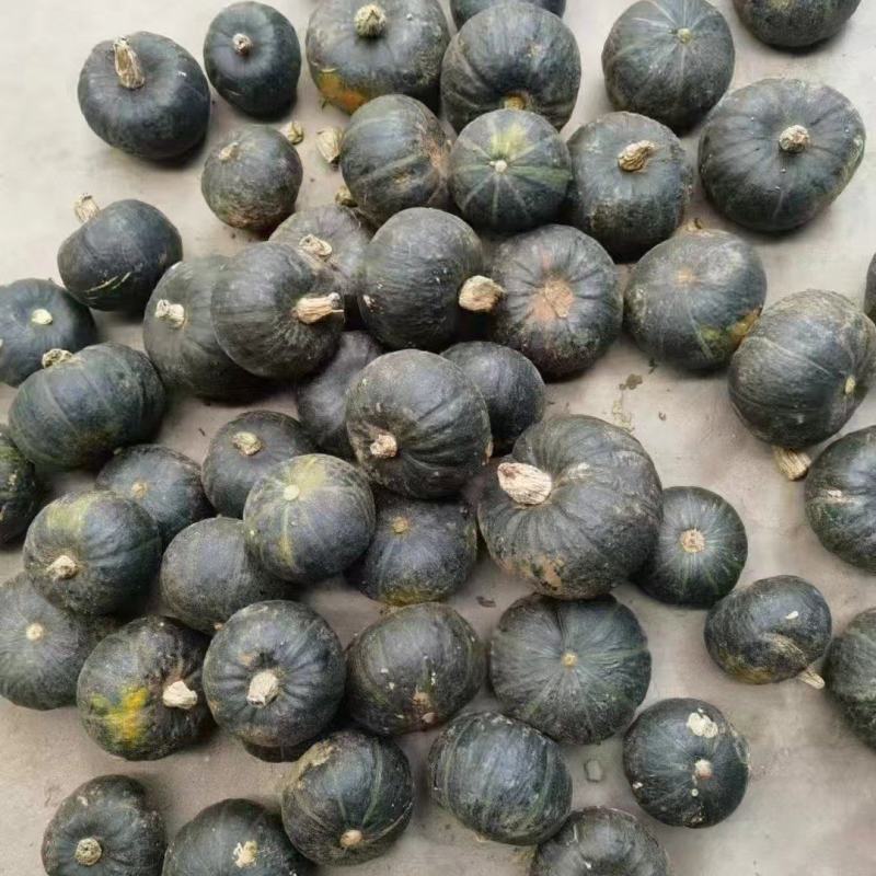 贝贝南瓜优质好货产地直发价格实惠可视频看货量大从优