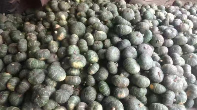 贝贝南瓜优质好货产地直发价格实惠可视频看货量大从优