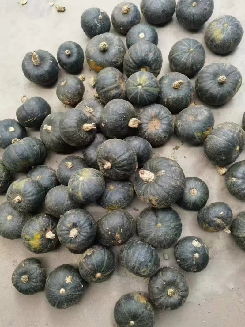 贝贝南瓜优质好货产地直发价格实惠可视频看货量大从优