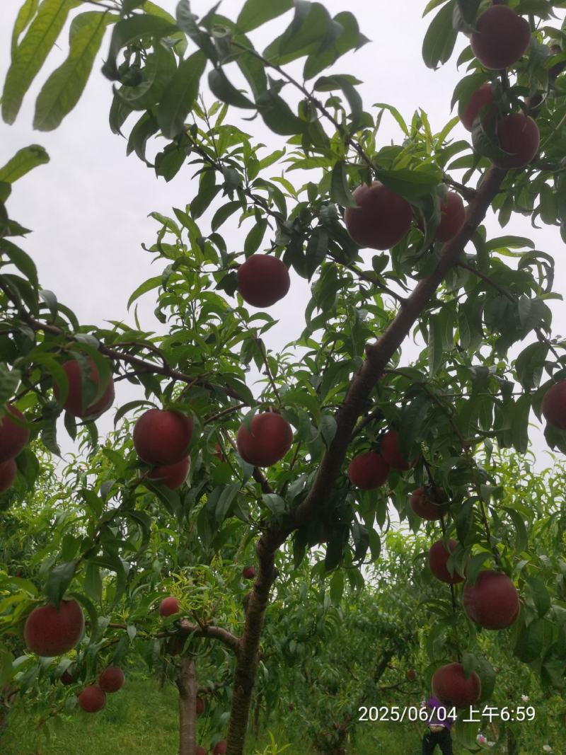 基地直供红桃，香甜可口，水分充足，耐储存优良品种桃子上市