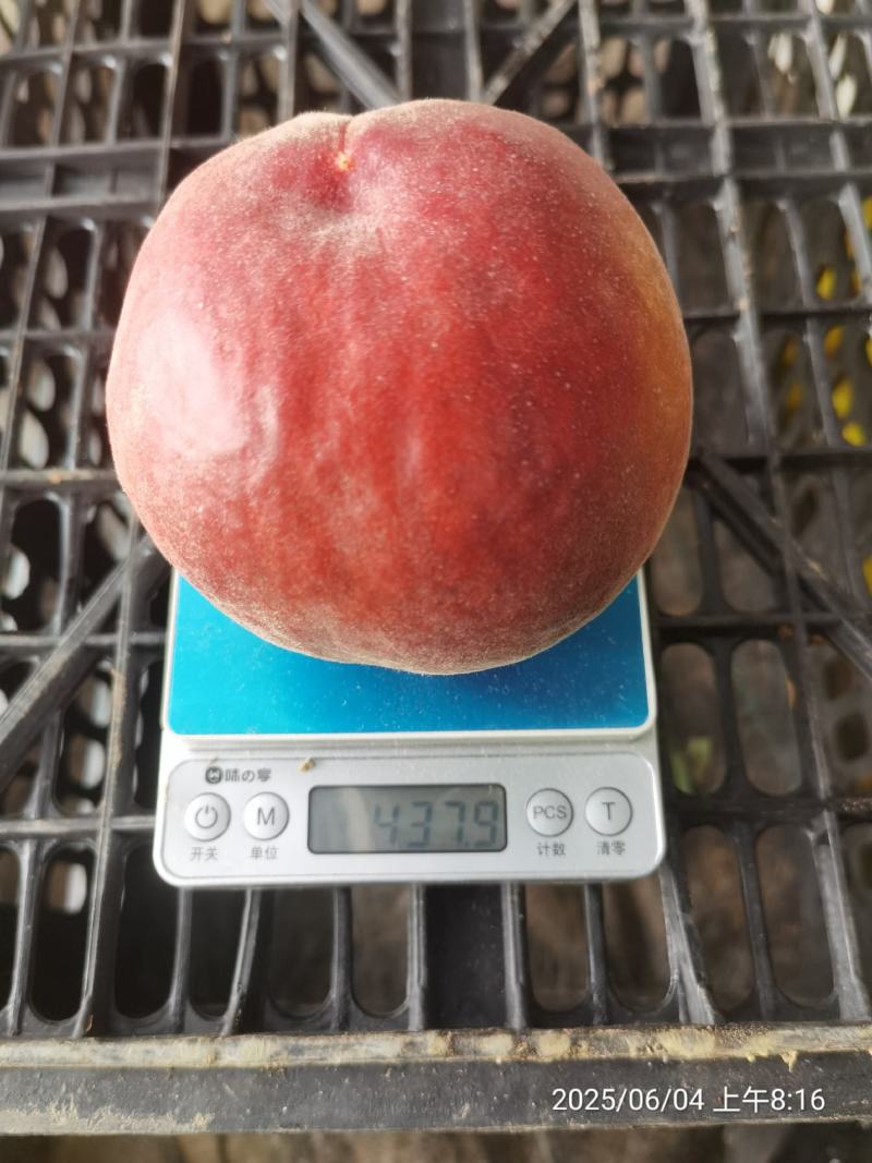 基地直供红桃，香甜可口，水分充足，耐储存优良品种桃子上市