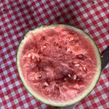 蜜童无籽西瓜