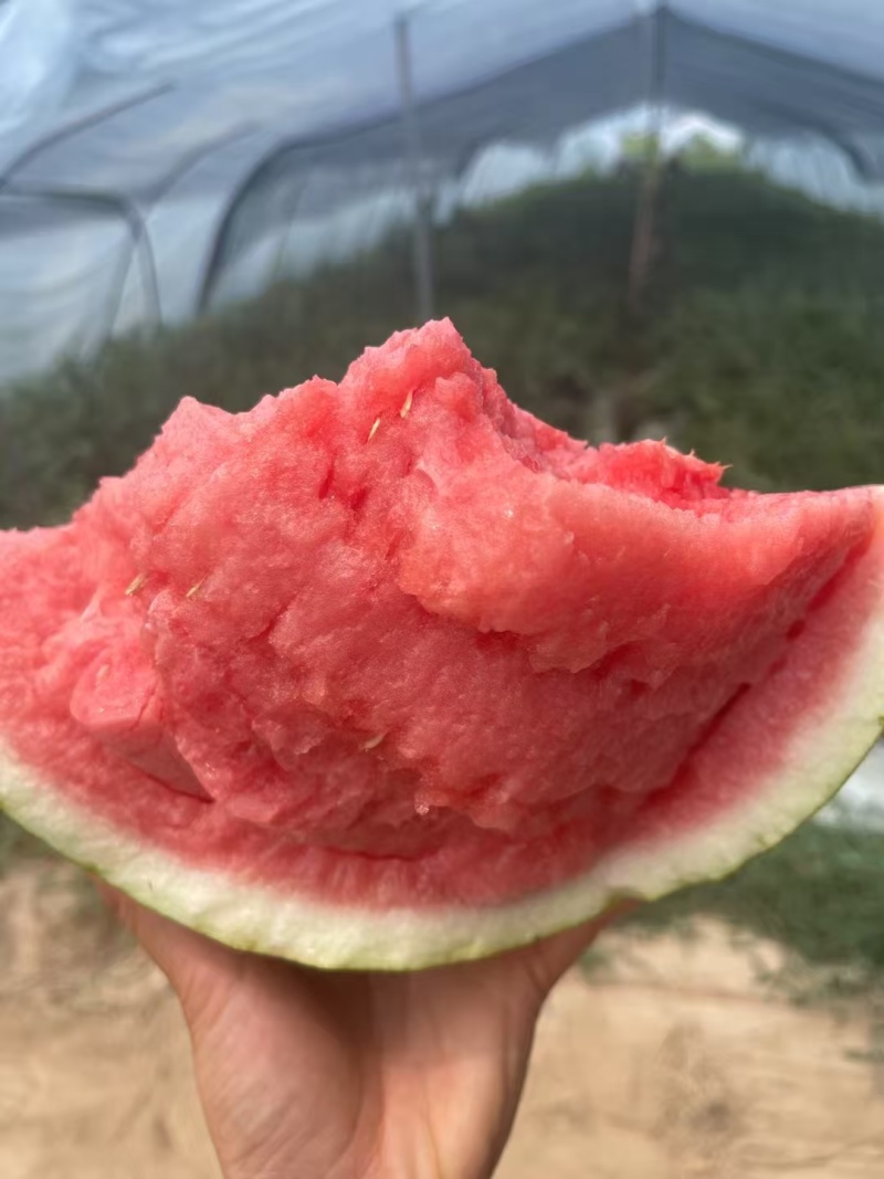 【优选】无籽美都麒麟西瓜台农西瓜产地直发
