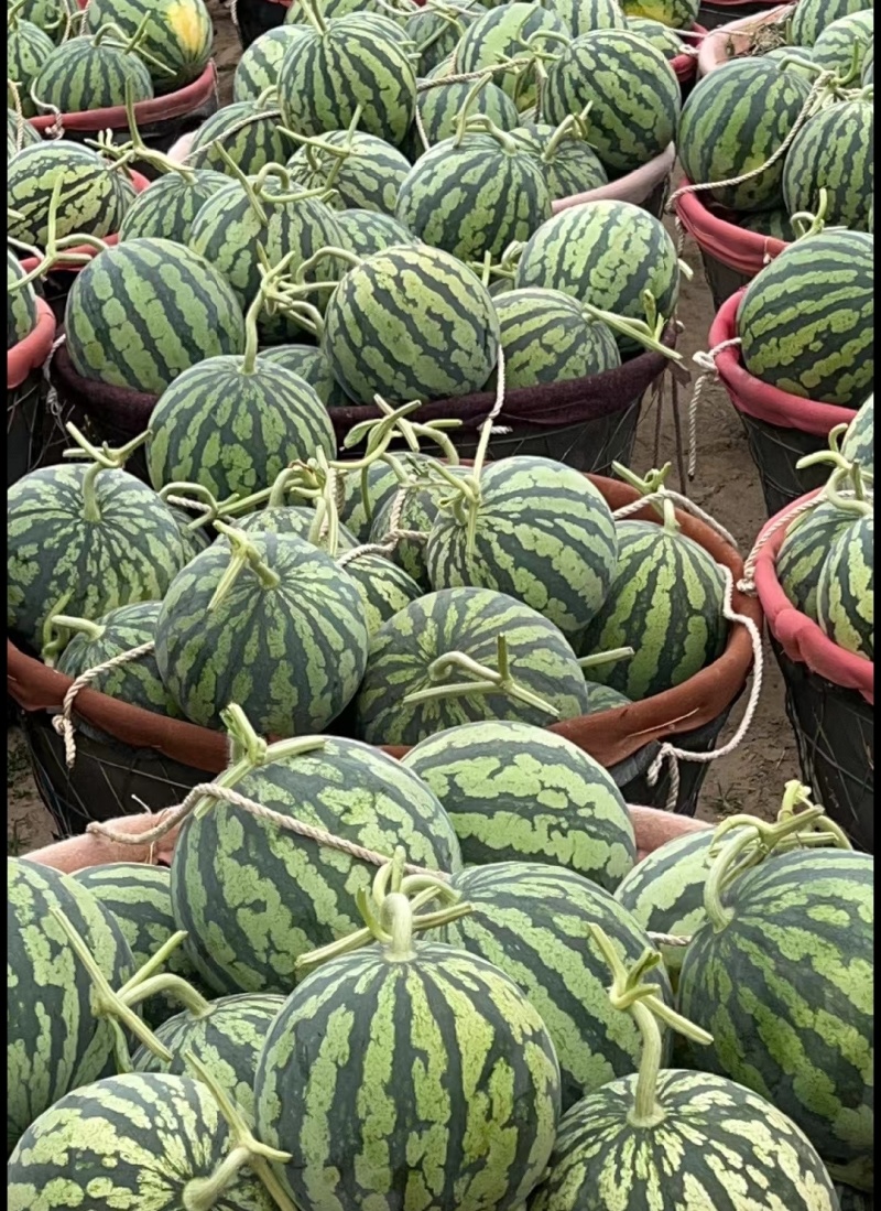 【产地直发】台农种植无籽美都麒麟西瓜货源充足欢迎联系