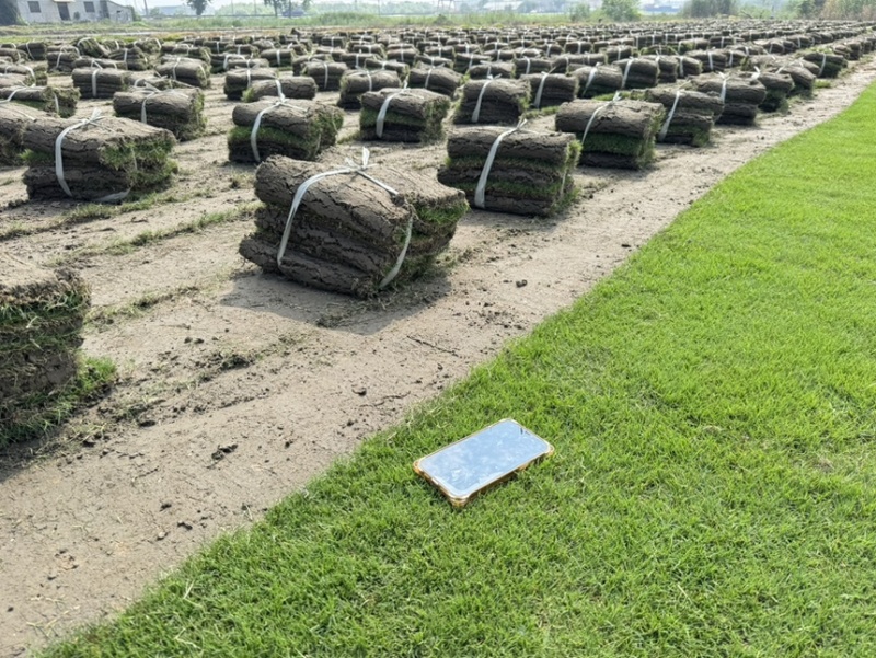 沙培百慕大沙坪果岭草草卷护坡草卷地被草皮草坪草坪批发