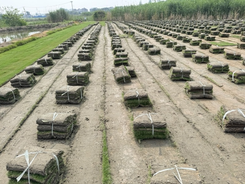 沙培百慕大沙坪果岭草草卷护坡草卷地被草皮草坪草坪批发