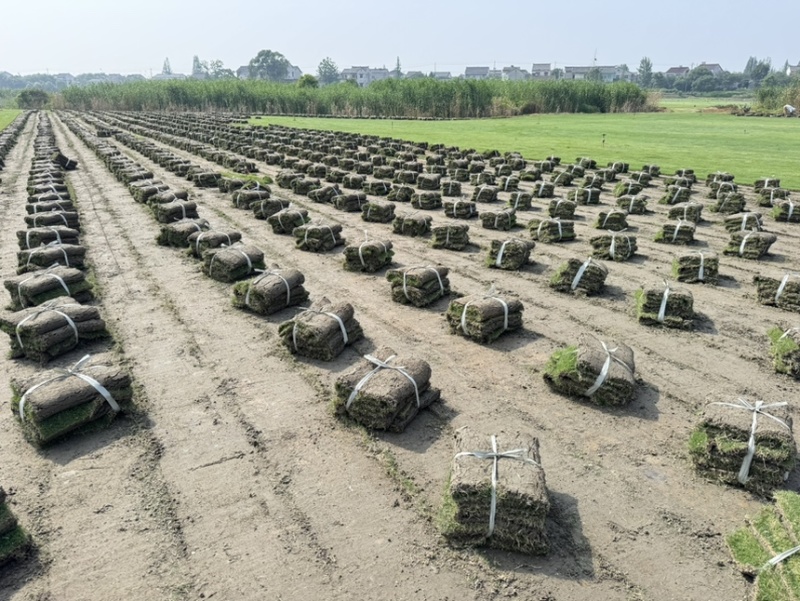 沙培百慕大沙坪果岭草草卷护坡草卷地被草皮草坪草坪批发