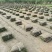 沙培百慕大沙坪果岭草草卷护坡草卷地被草皮草坪草坪批发