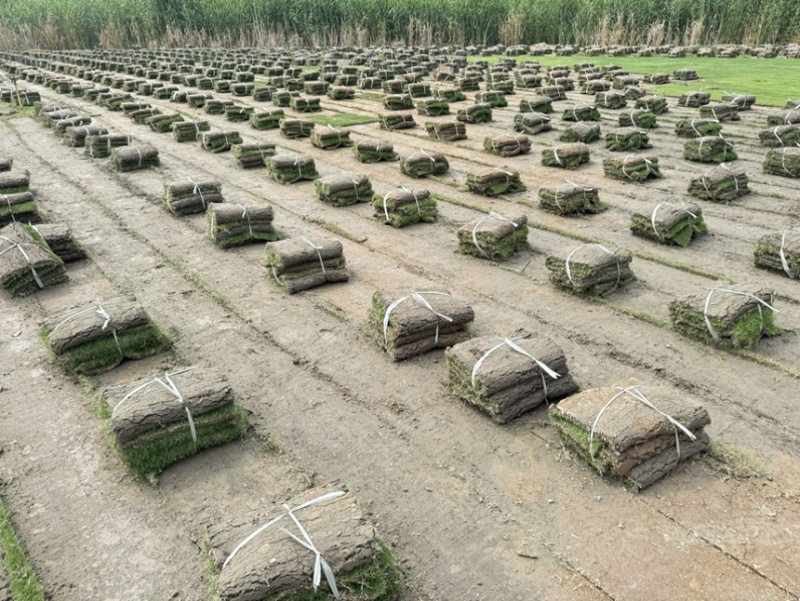 沙培百慕大沙坪果岭草草卷护坡草卷地被草皮草坪草坪批发