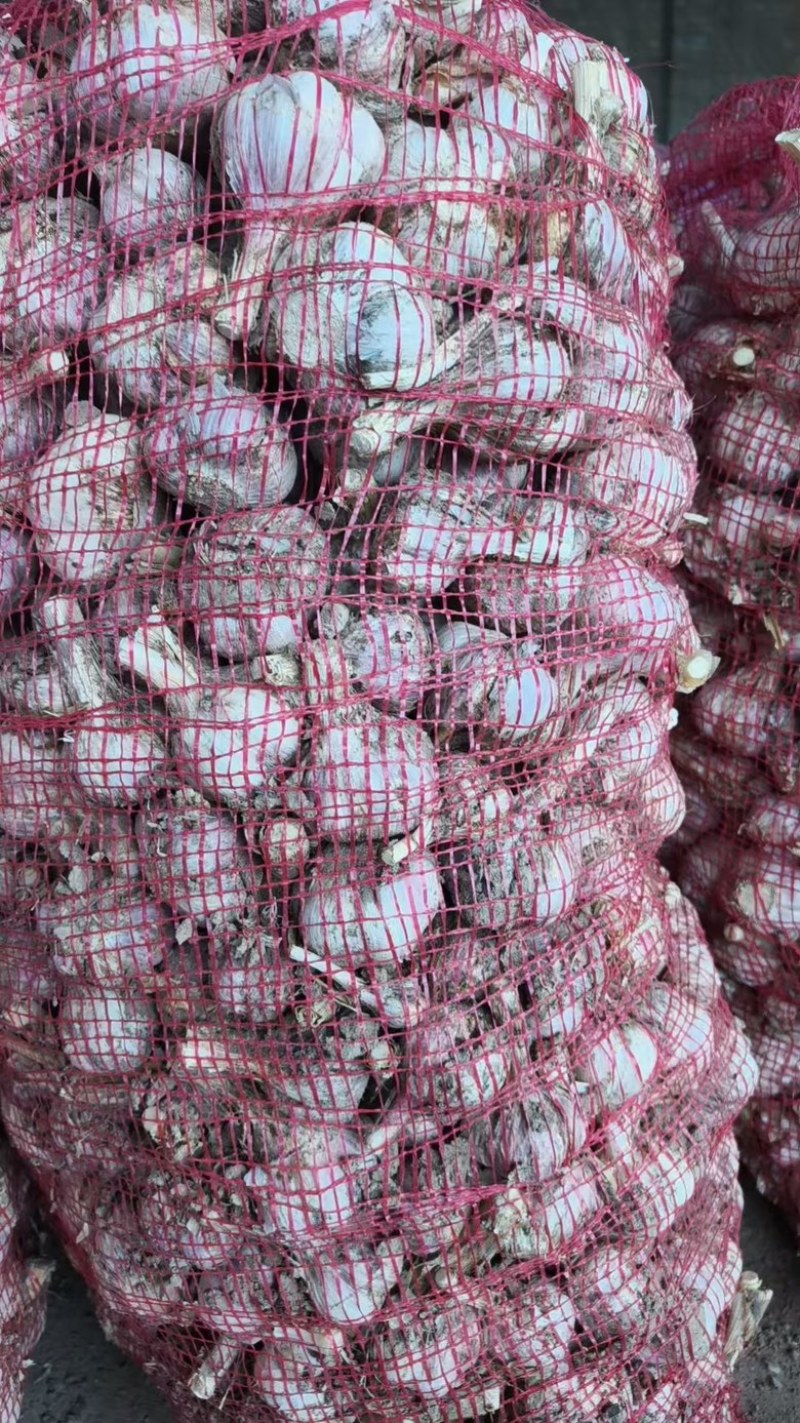 山西精品紫皮蒜，货量充足，品质优良，欢迎咨询