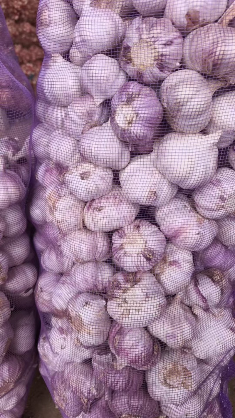 山西精品紫皮蒜，货量充足，品质优良，欢迎咨询