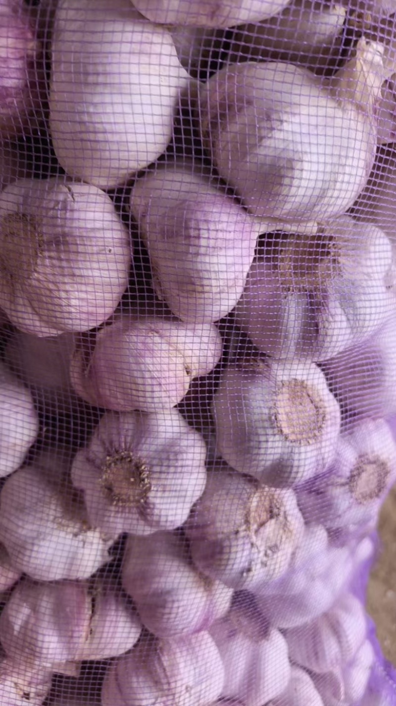 山西精品紫皮蒜，货量充足，品质优良，欢迎咨询