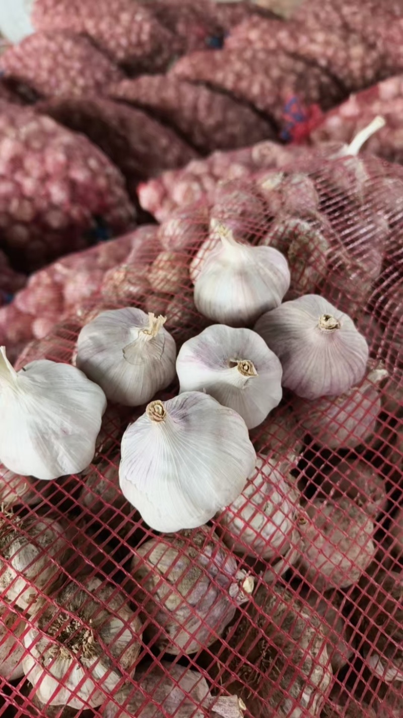 山西精品紫皮蒜，货量充足，品质优良，欢迎咨询
