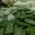 荠荠菜速冻荠菜馅，常年供应可发全国；证件齐全