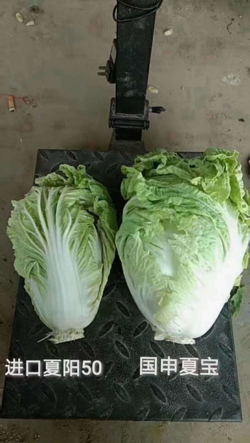 夏宝吉夏南韩绿冠抗热白菜种子抗病品质好耐热品种