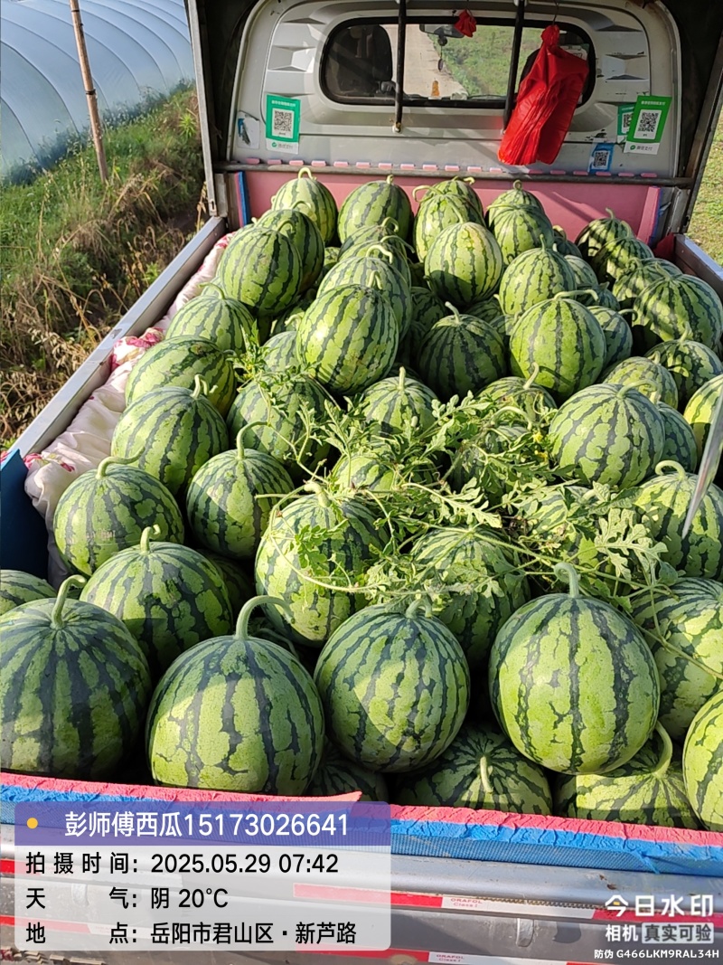 产地直销麒麟西瓜，无中间商赚差价，包装车，打包，视频看货