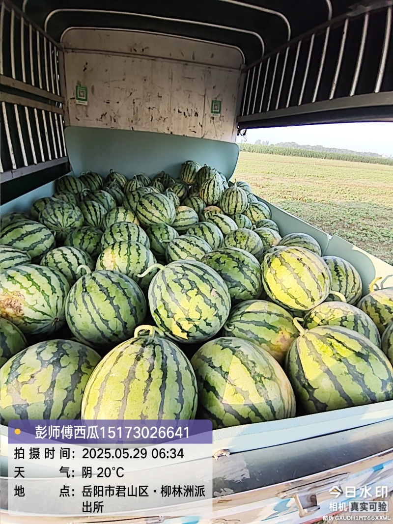 产地直销麒麟西瓜，无中间商赚差价，包装车，打包，视频看货