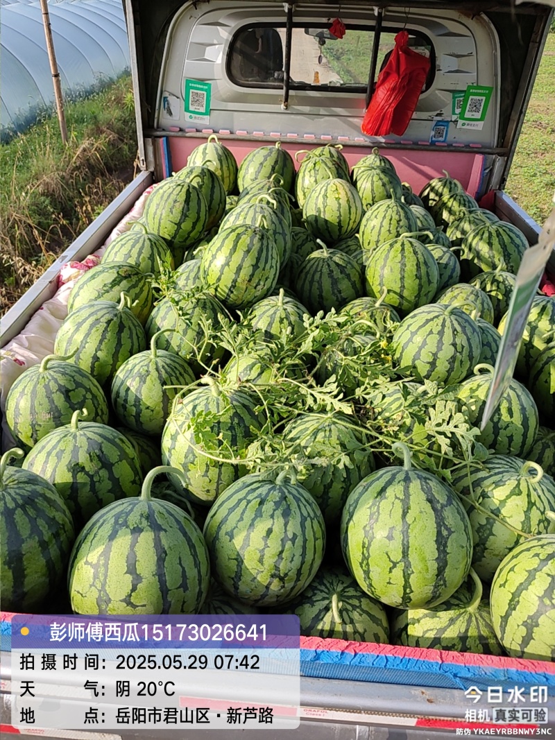 产地直销麒麟西瓜，无中间商赚差价，包装车，打包，视频看货