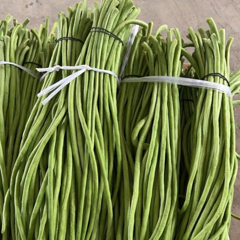湖北新鲜豆角实力代办一手货源可视频看货欢迎电话联系